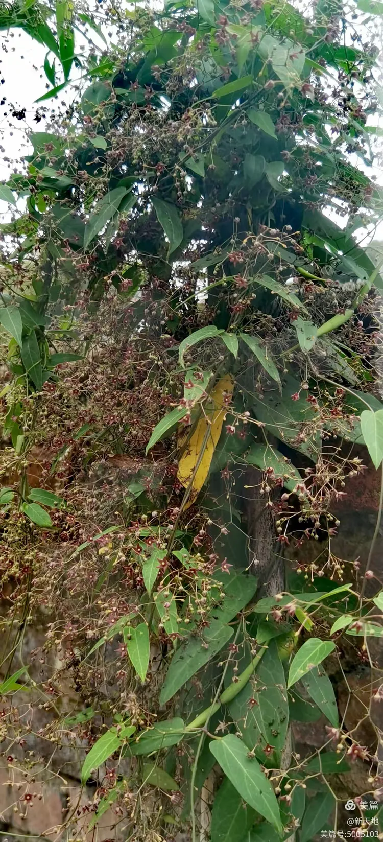 植物观赏 娃儿藤,土名五重瓦,老君须,别名七层楼